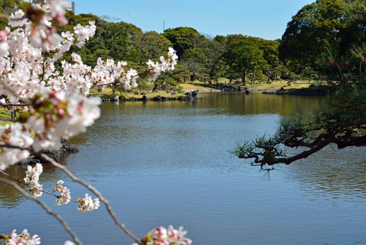 Sakura of Hama-Rikyu Onshi Teien-SPR