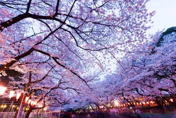 Ueno Park-cherry blossom