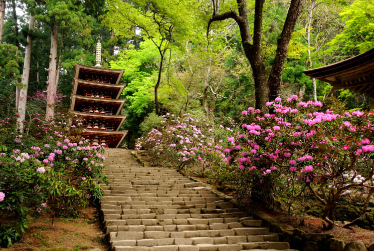 Shakunage Rhododendron of Muro-ji