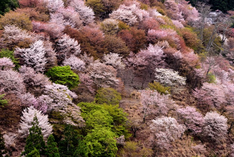 Cherry blossom of Yoshino Mountain-SPR