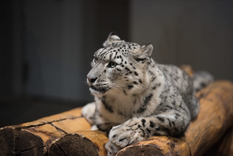 Maruyama Zoo