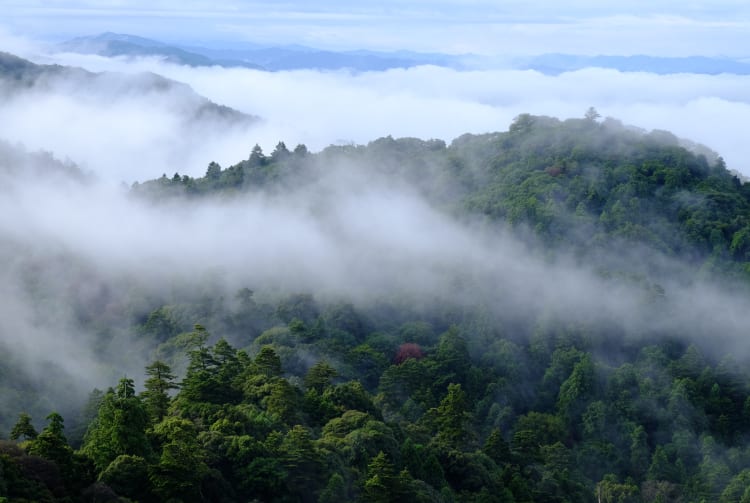 Mt. Kasuga-yama Area