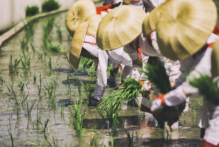 Otaue Rice Planting Festival