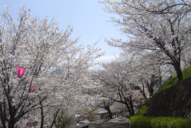 Tateyama Park-cherry blossom