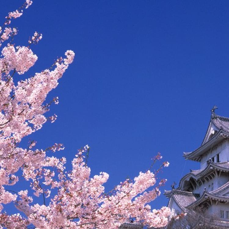 Sakura History Japan National Tourism Organization