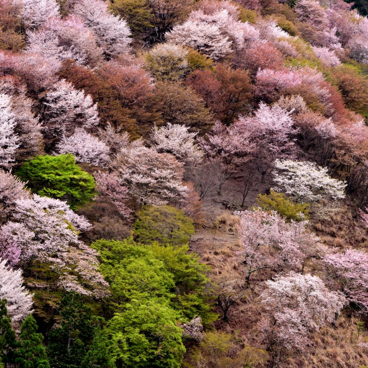 Cherry blossom of Yoshino Mountain-SPR