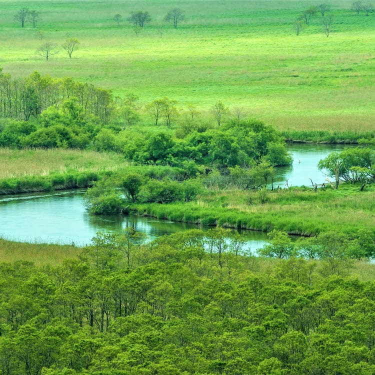 Kushiro Marsh