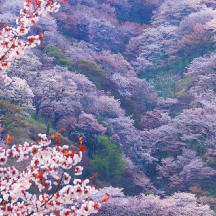 The Sakura Trail Mt Yoshino Nara And Kyoto Travel Japan