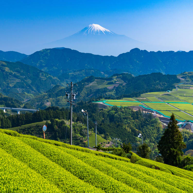 Homestays, Farmstays and WWOOFing in Japan Guide Travel Japan