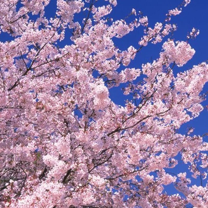 Cherry Blossoms - Japan National Tourism Organization