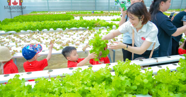 HỌC PHÍ MẦM NON MAPLE BEAR HÀ NỘI LÀ BAO NHIÊU?