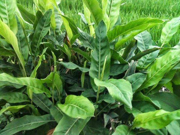 CÁCH TRỊ MỤN SỮA CHO TRẺ SƠ SINH ĐÚNG CÁCH VÀ SIÊU HIỆU QUẢ