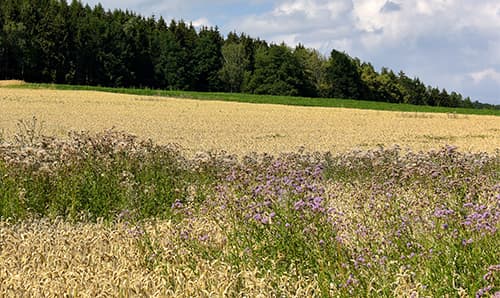 Erfolgreich gegen Distelnester und Quecken