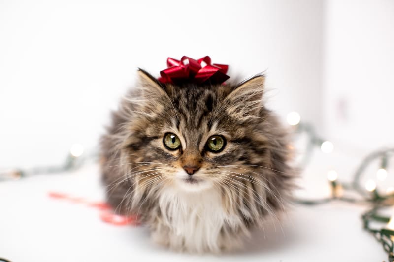 Classy Kitty Cat Carpet Scratching Post Review