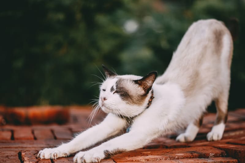 How to Build a Cat Tower from Scratch: Your Easy Guide