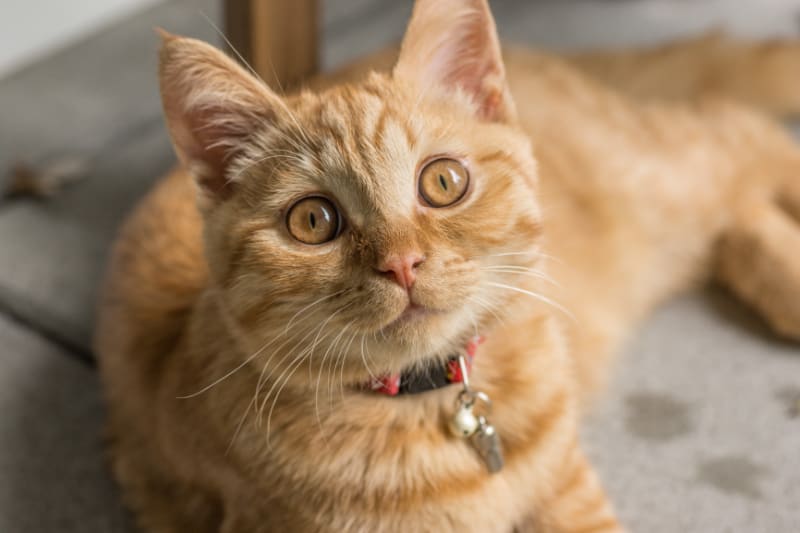 The Pawmosa Cat Scratcher Review