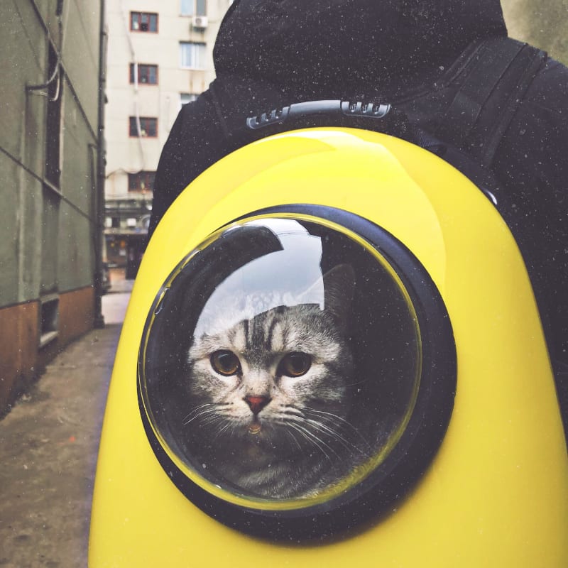 As Seen on TV Cat Products: What to Get Your Paws On