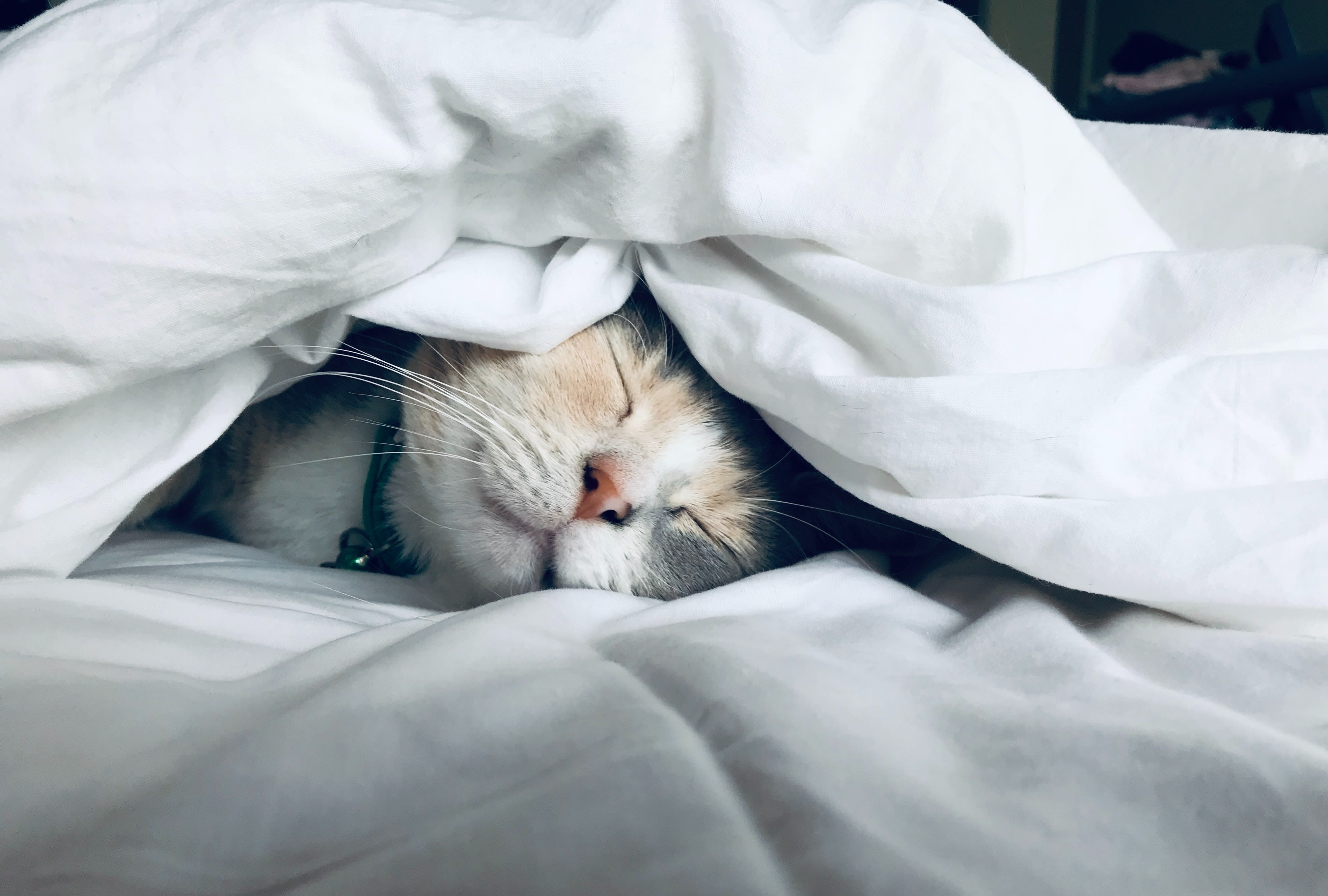 Best Bed Warmers for Cats - Cozy and Comfortable