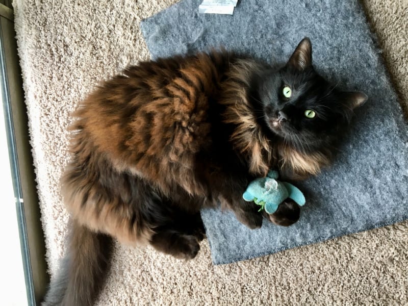 Best Cat Litter Mats