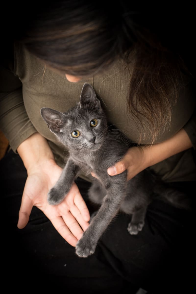 Best Natural Cat Litters of 2020