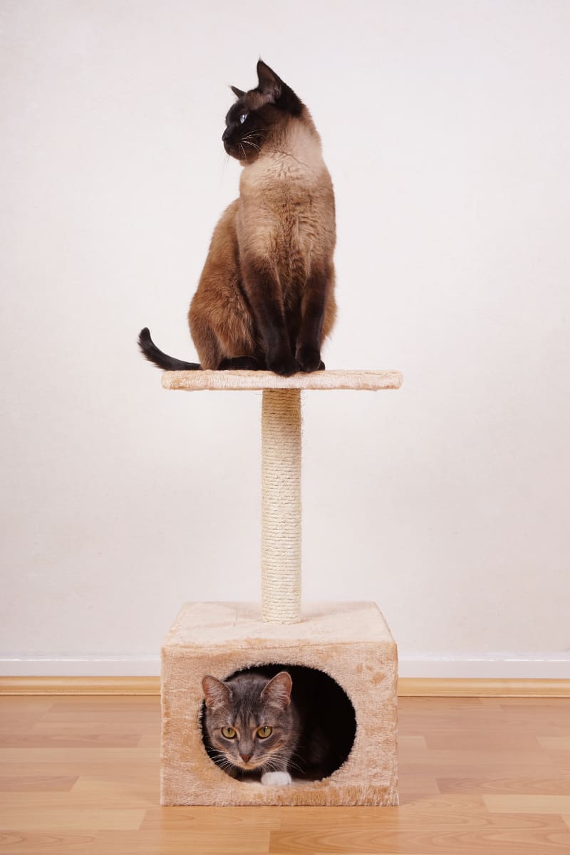 two cats on cat tree