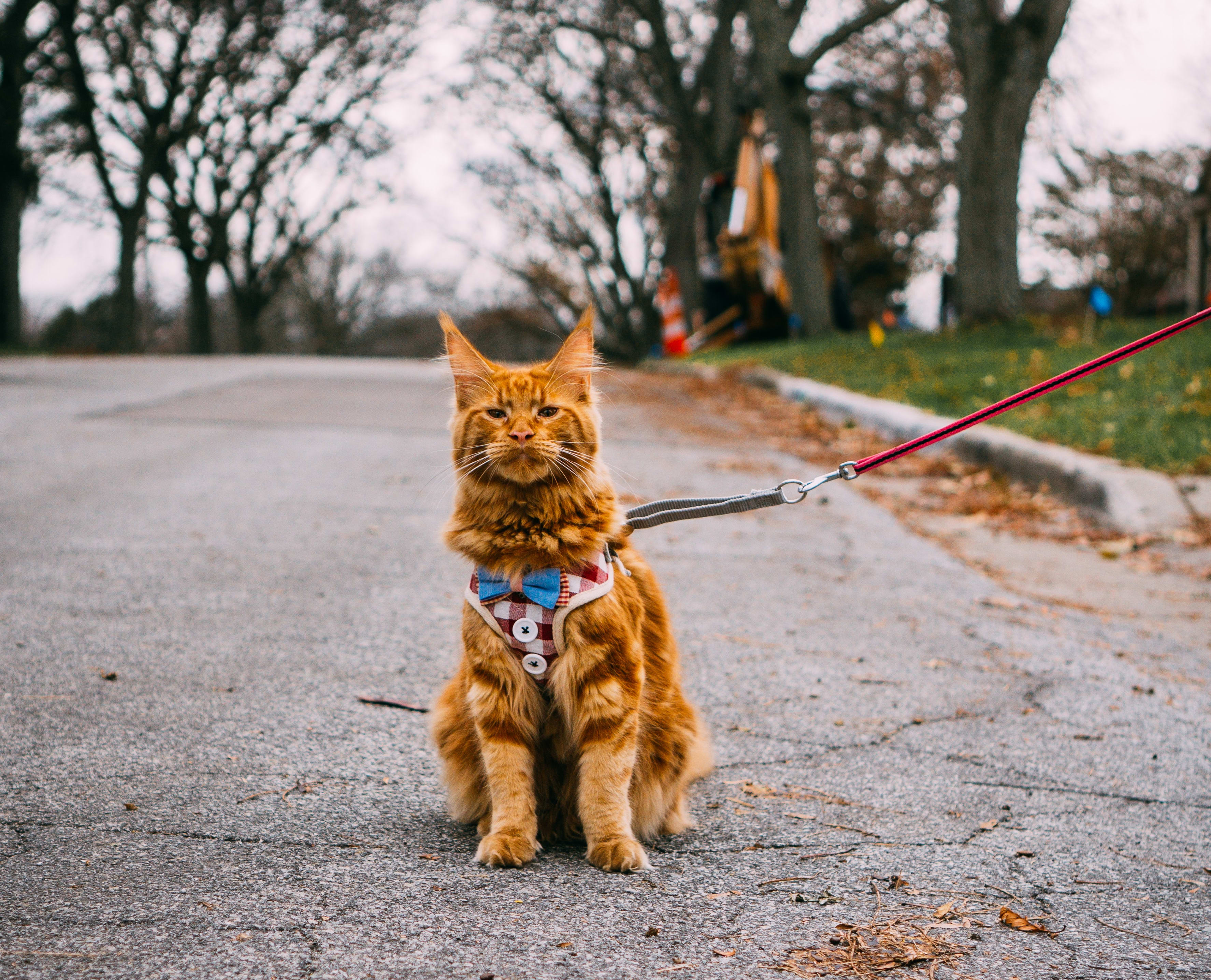 Best Cat Harness No Escape (Who’s Going to Win?)