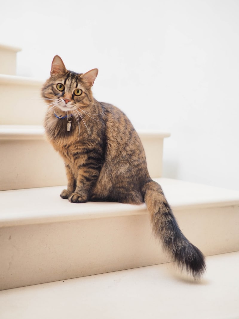 tabby cat on white staircase