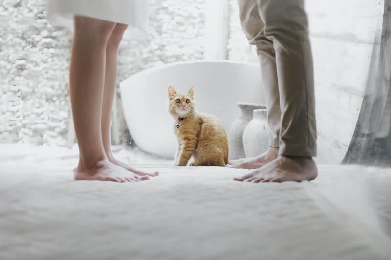 How to Stop Cats From Scratching Doors
