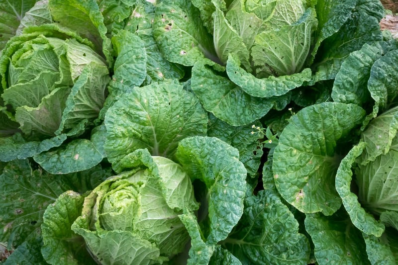 cabbage plants laying together