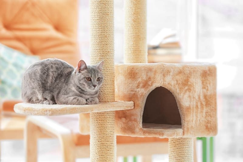 How To Re-carpet a Cat Tree