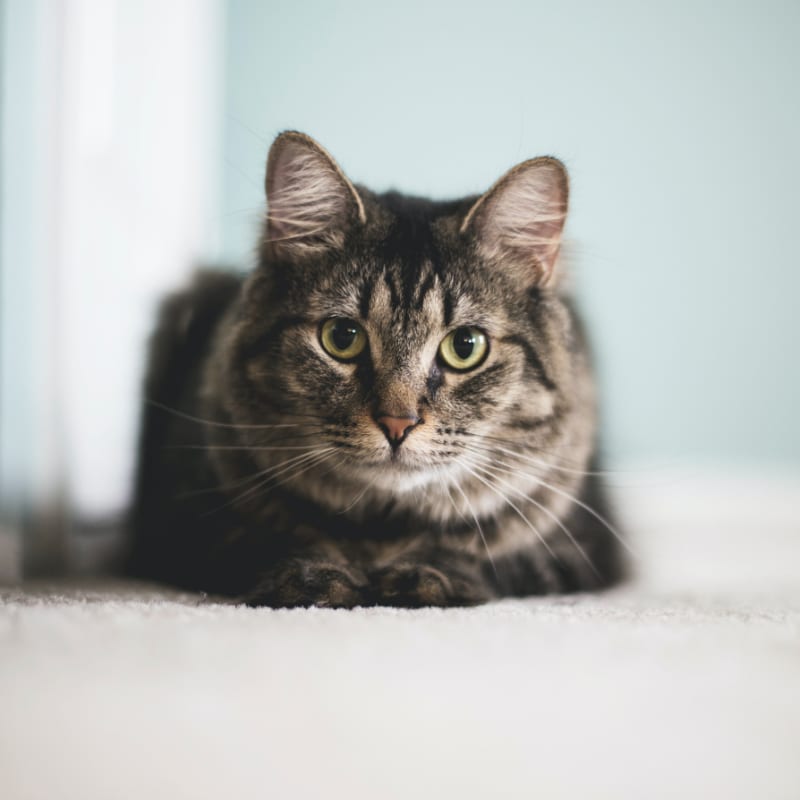 Partysaving Pet Palace Review : Is It A Good Choice?