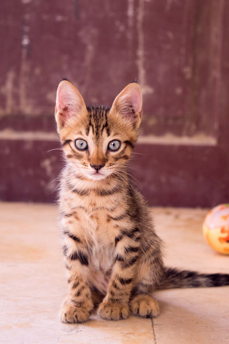 Best Scratch Pads & Mats for Cats