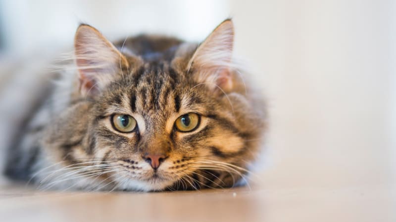 SmartCat Bootsie’s Three-in-One Cat Scratcher Review
