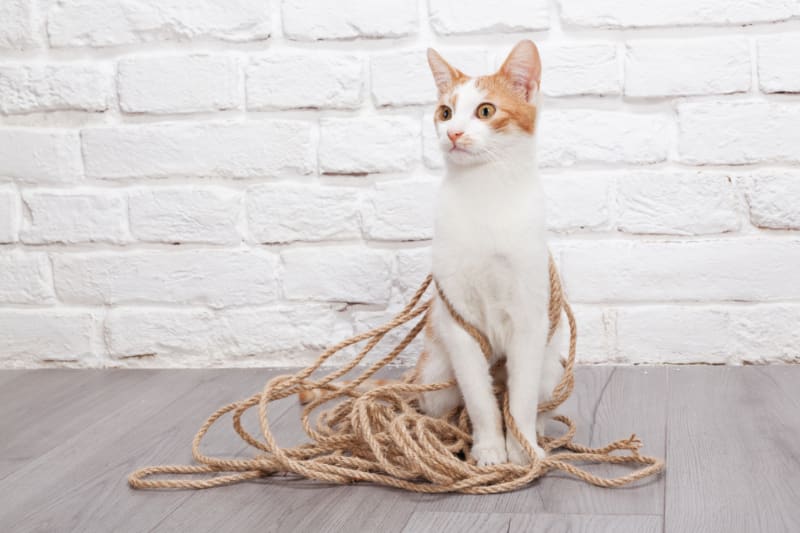 What Size Sisal Rope Do You Need For Your Scratching Post