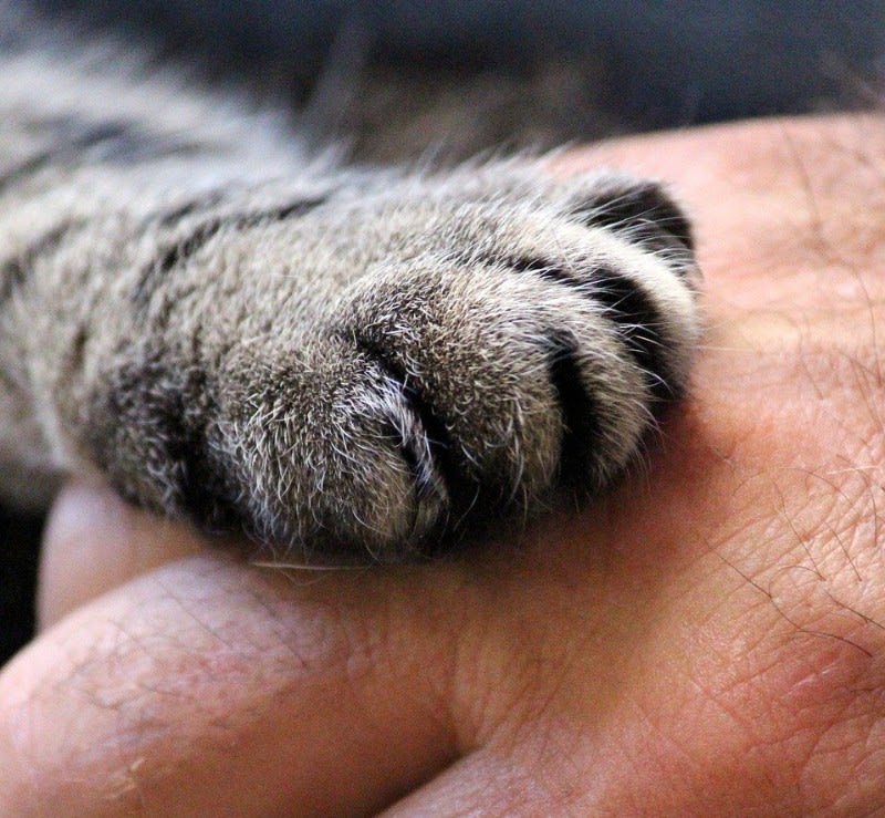 cat's paw on human hand