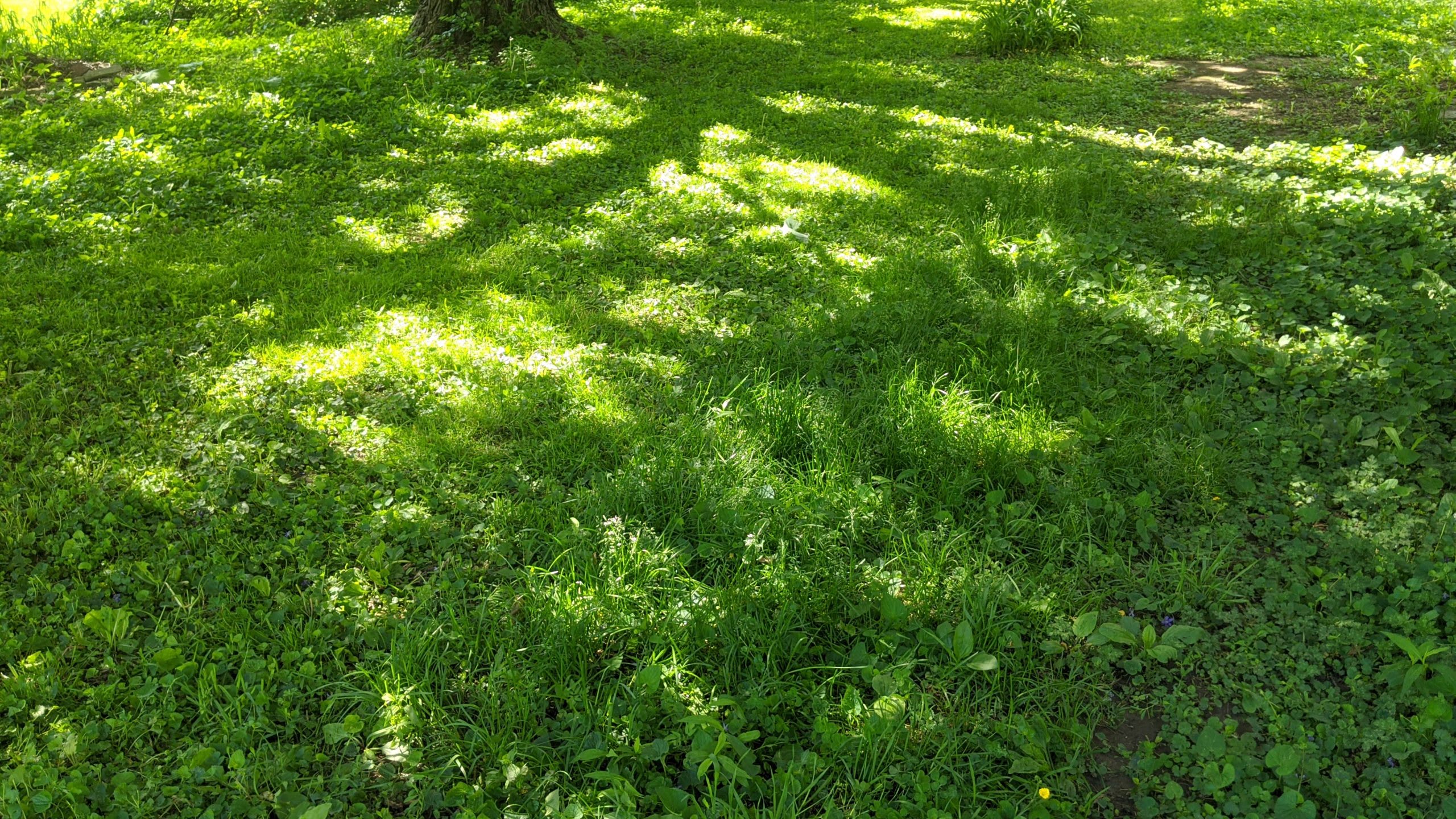 Grass height differences after EGO mower cut