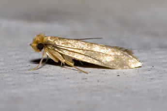 Common clothes moth. Photo: Olaf Leillinger
