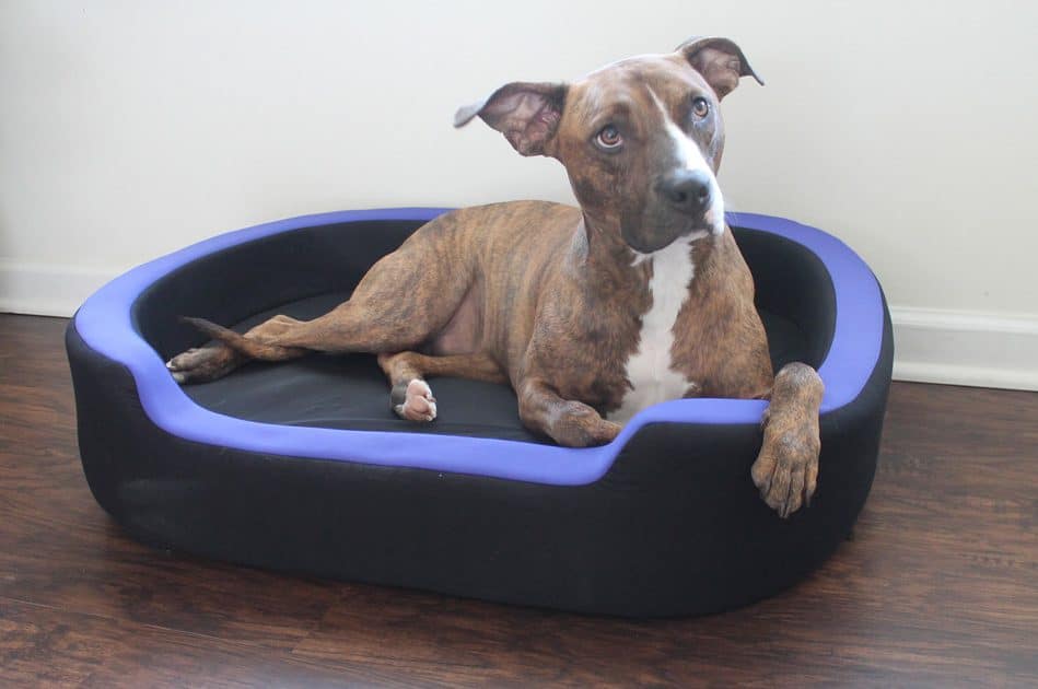 CES 2018 Petrics Smart Bed for Pets