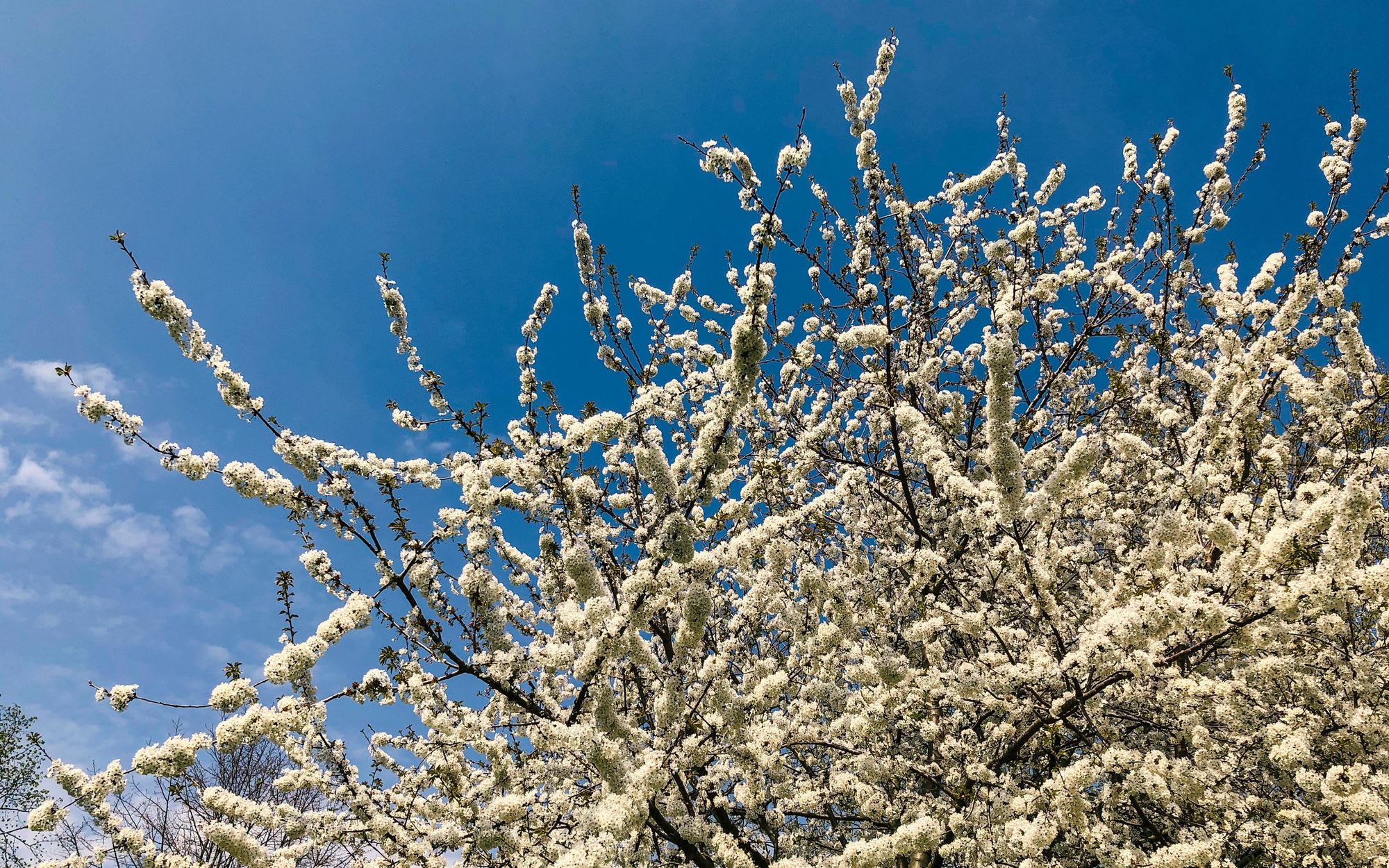 COVID-19: Week 4 & Easter