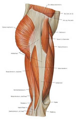 jambes