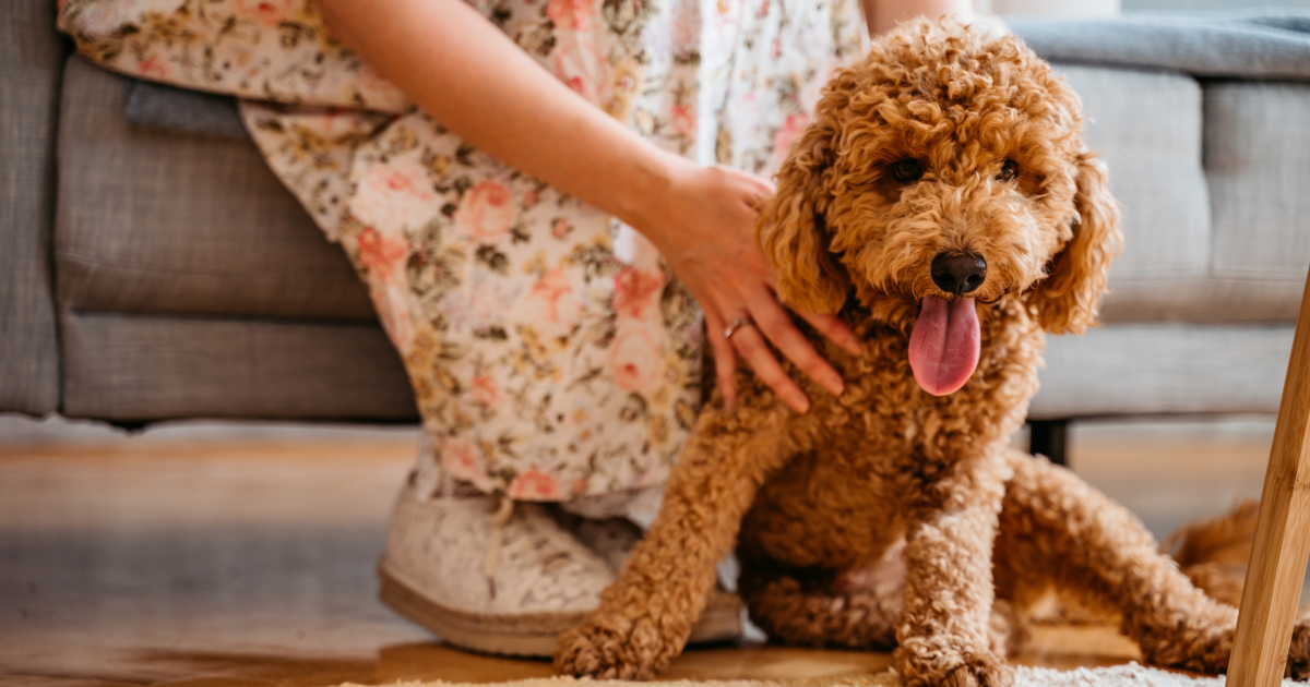 Labradoodle allergy best sale
