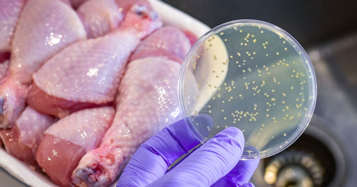 What You Need to Know About Salmonella Sharecare