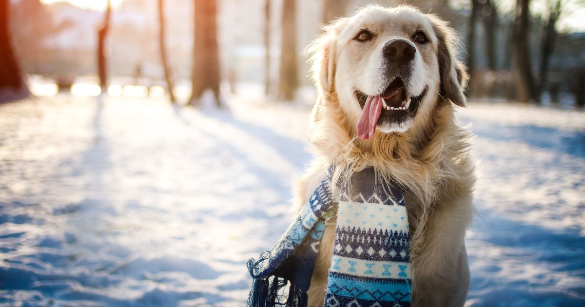 11 Winter Pet Hazards to Avoid | - Sharecare