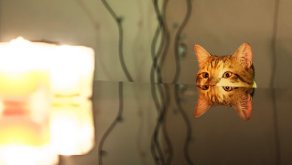 kitty cat staring at candle