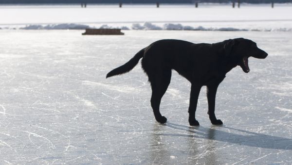 dog on ice