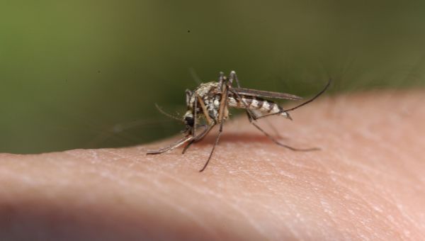 bug bite, insect bite, mosquito bite