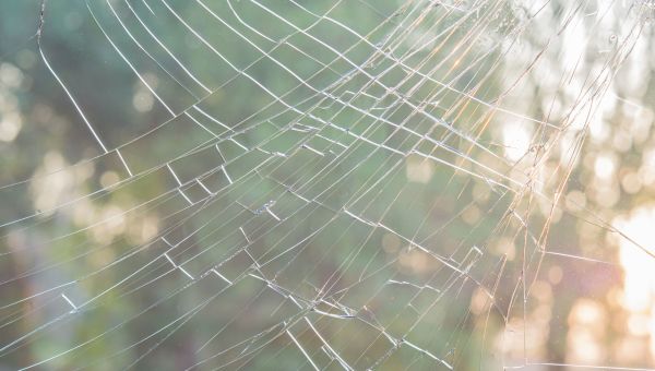 shattered glass, broken window, blurry tree