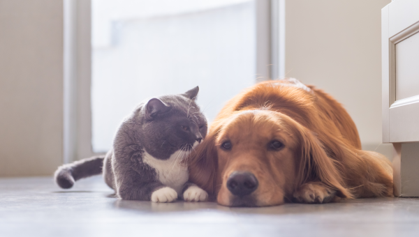 dog and cat, pet, pets