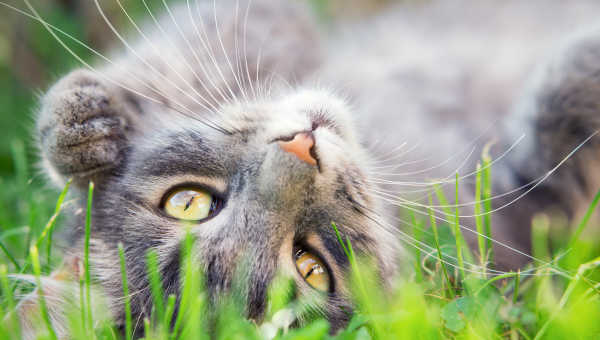 cat, yard, outside, cats, pet