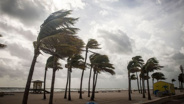 Palm trees blowing in a strong wind